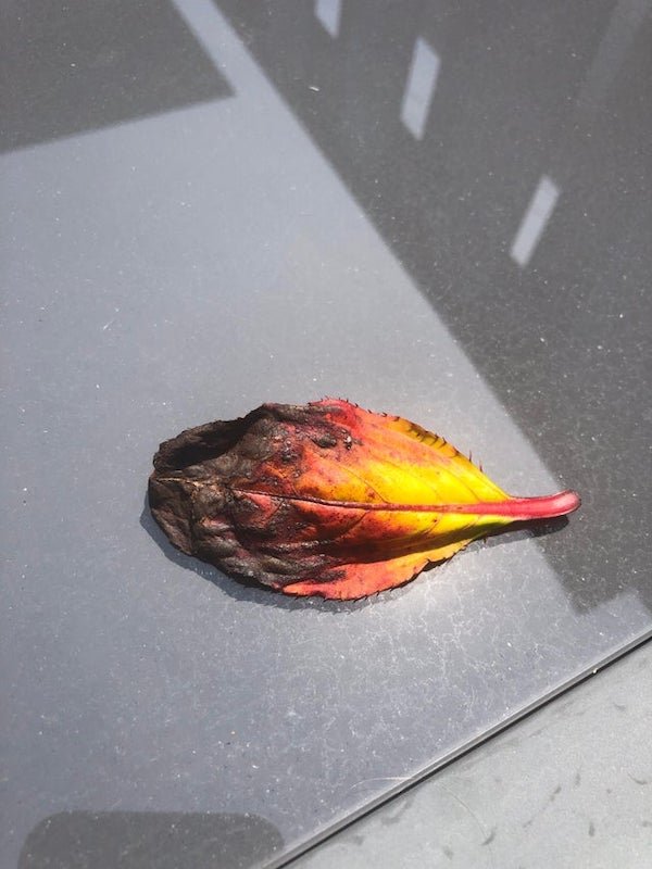 This leaf that I found in my garden looks like a fire burning!