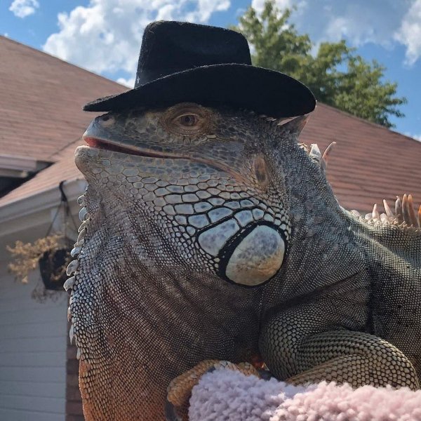 iguana wearing a hat