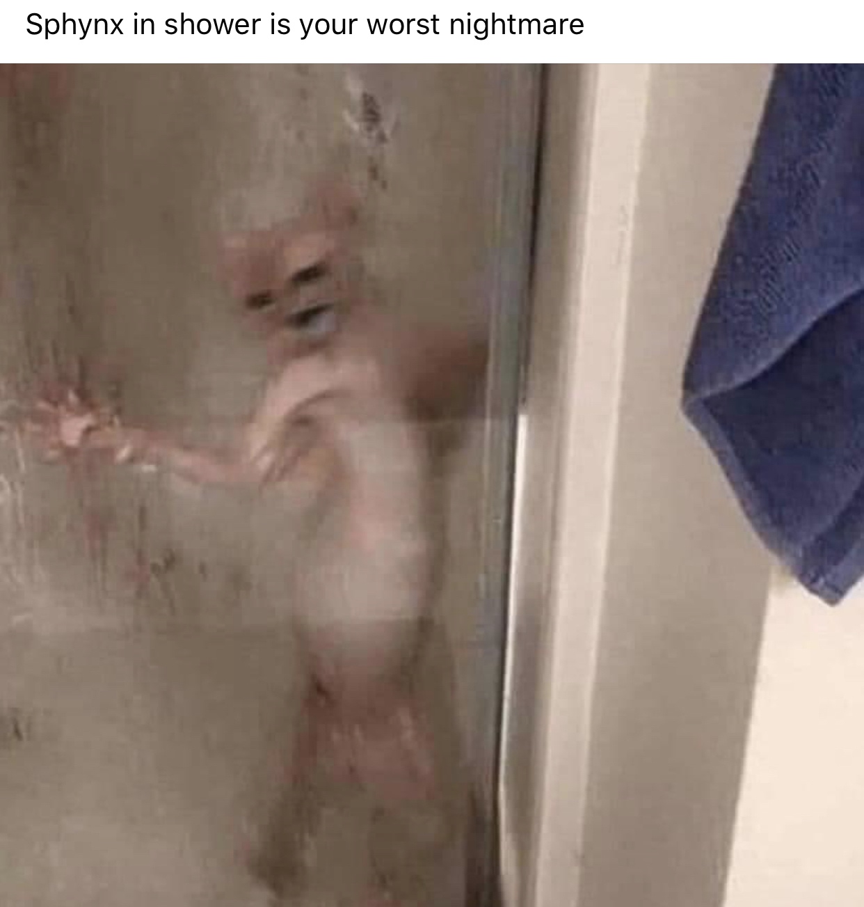 Sphynx cat in shower is your worst nightmare