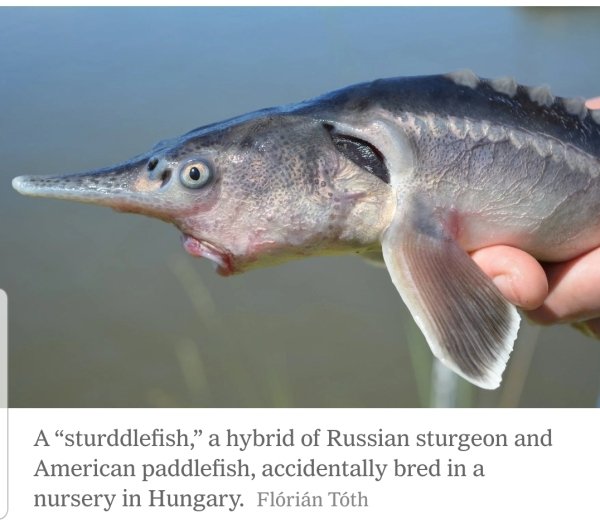 fauna - A "sturddlefish, a hybrid of Russian sturgeon and American paddlefish, accidentally bred in a nursery in Hungary.