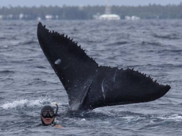 optical illusion diver in water with huge whale tale behind him