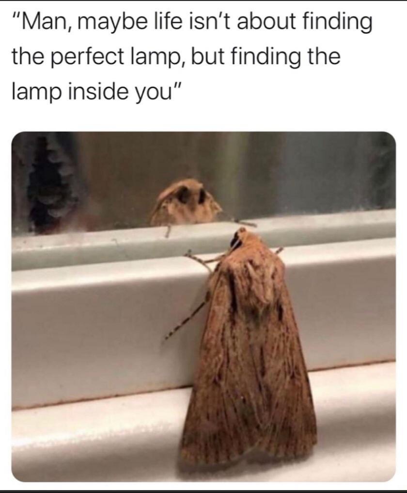moth light inside meme - "Man, maybe life isn't about finding the perfect lamp, but finding the lamp inside you"