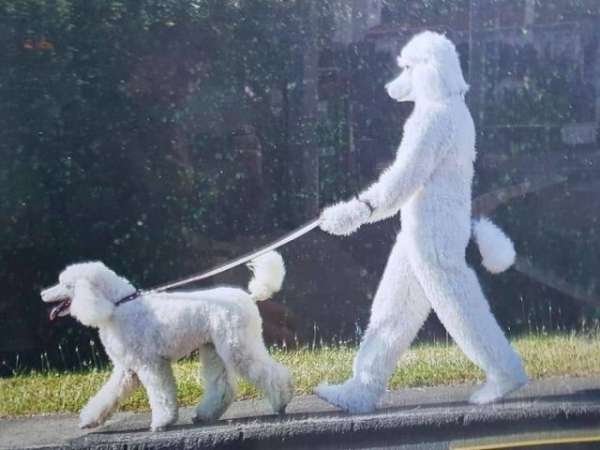 funny poodle memes