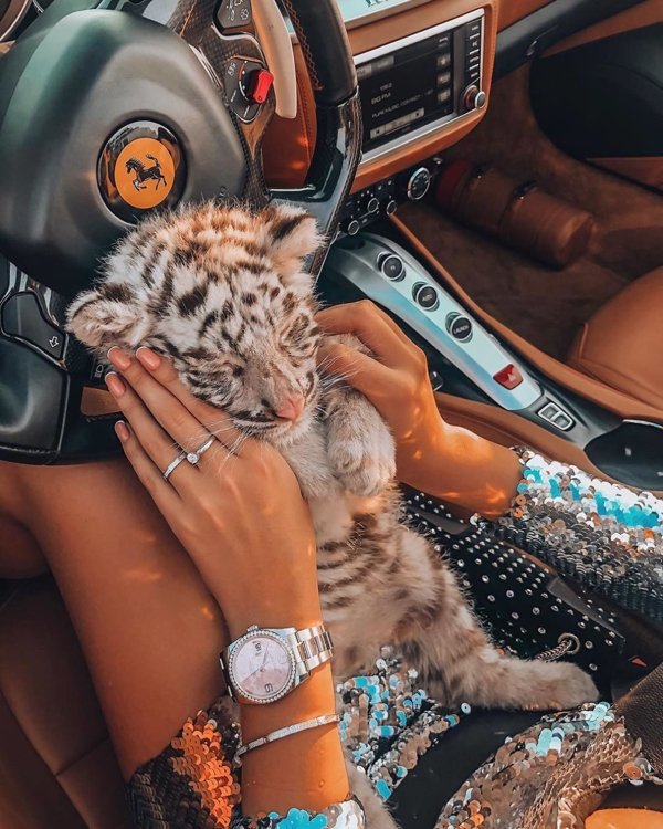 baby tiger in car