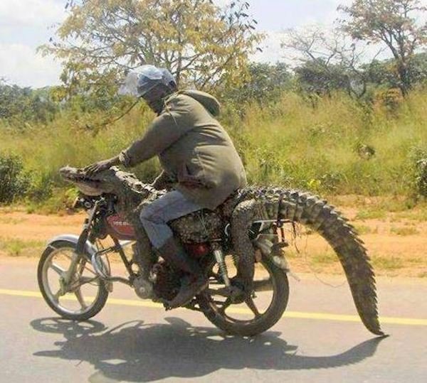 crocodile motorbike