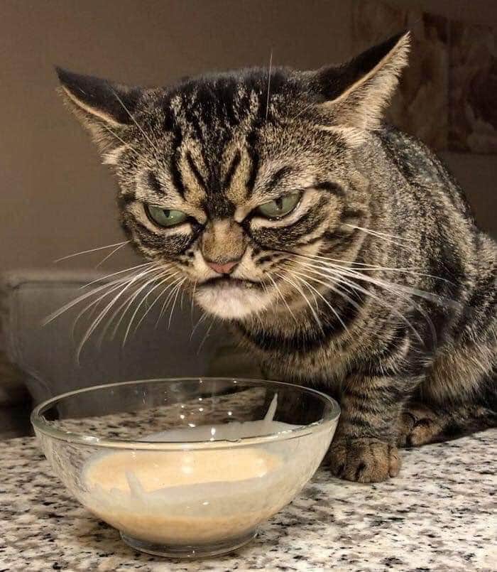 grumpy cat - Vd