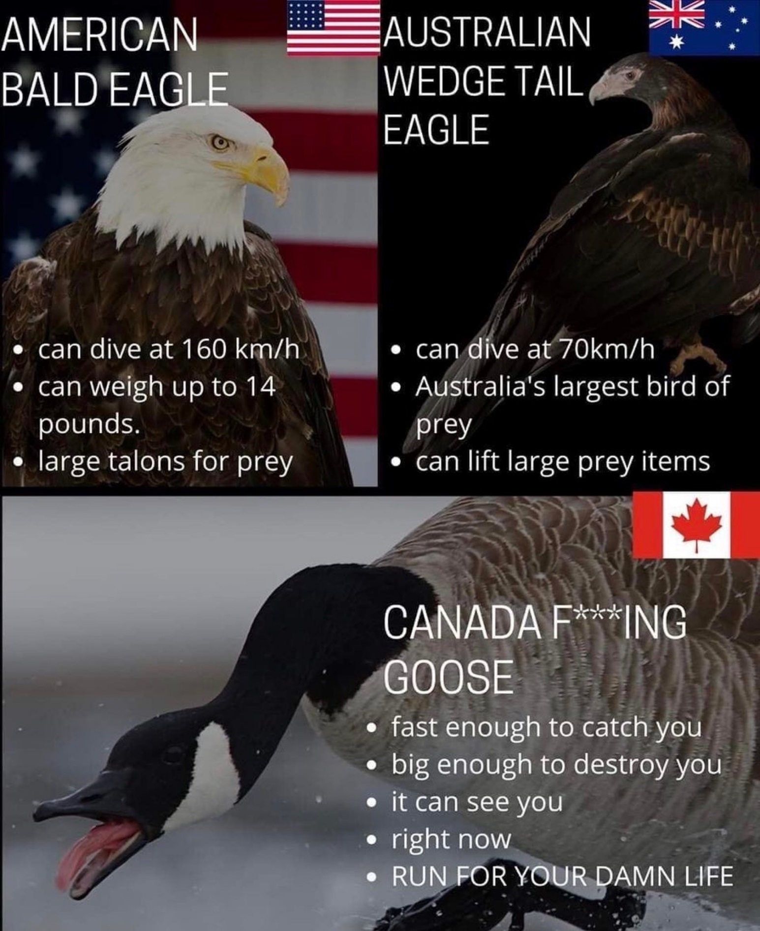 peace was never an option goose - Sc An American Bald Eagle Australian Wedge Tail Eagle can dive at 160 kmh can weigh up to 14 pounds. large talons for prey can dive at 70kmh Australia's largest bird of prey can lift large prey items Canada FIng Goose fas