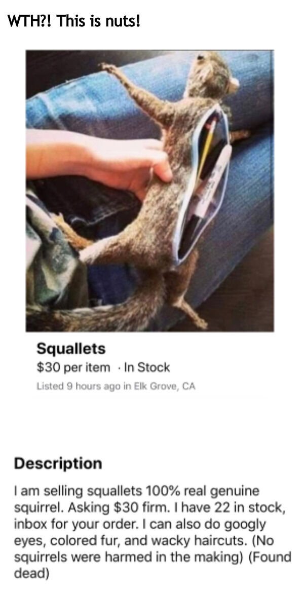 squirrel wallet - Wth?! This is nuts! Squallets $30 per item In Stock Listed 9 hours ago in Elk Grove, Ca Description I am selling squallets 100% real genuine squirrel. Asking $30 firm. I have 22 in stock, inbox for your order. I can also do googly eyes, 