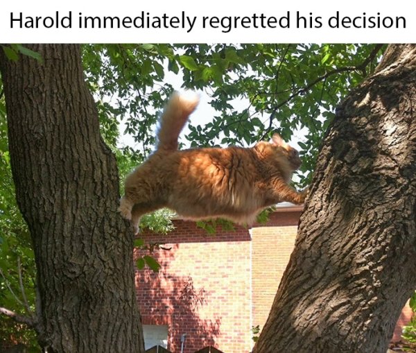 cats that are stupid - Harold immediately regretted his decision