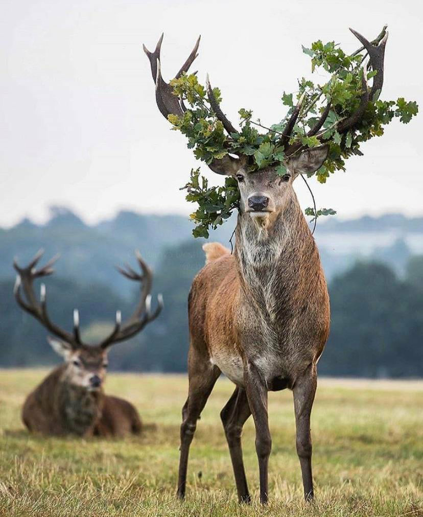 do red deer shed their antlers