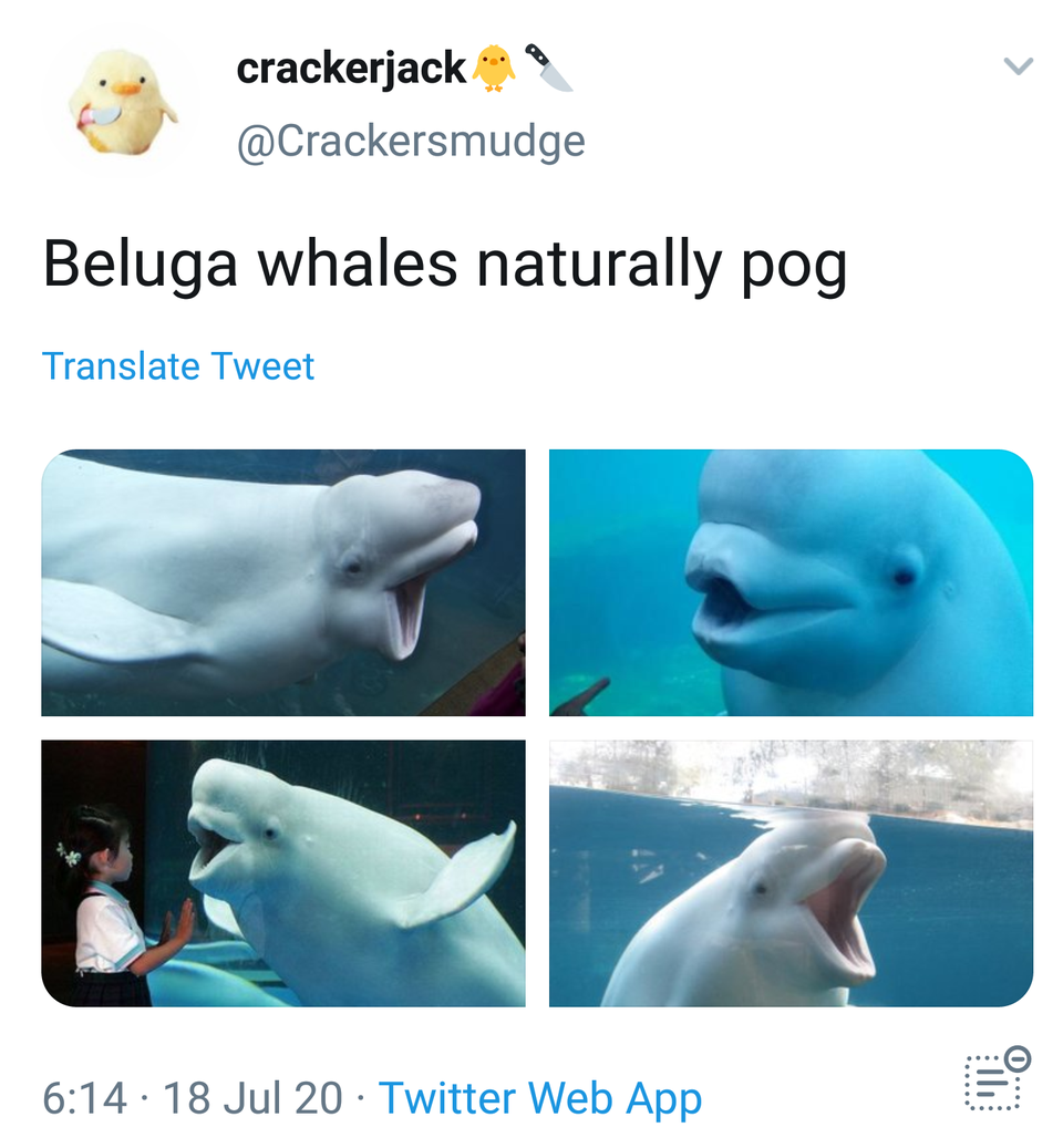 engraçadas de animais - crackerjack Beluga whales naturally pog Translate Tweet . 18 Jul 20 Twitter Web App O....