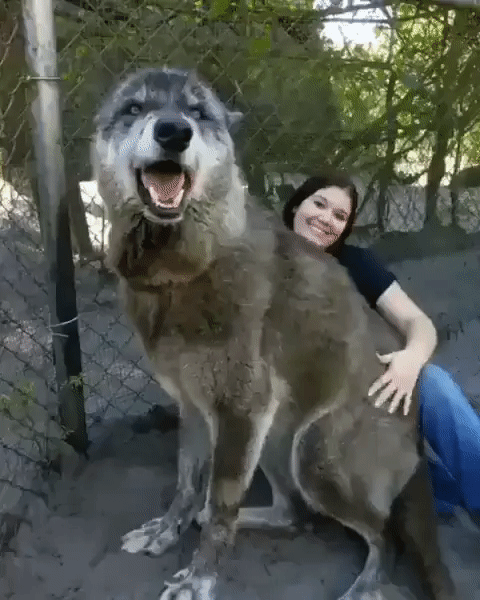 huge things - big wolf