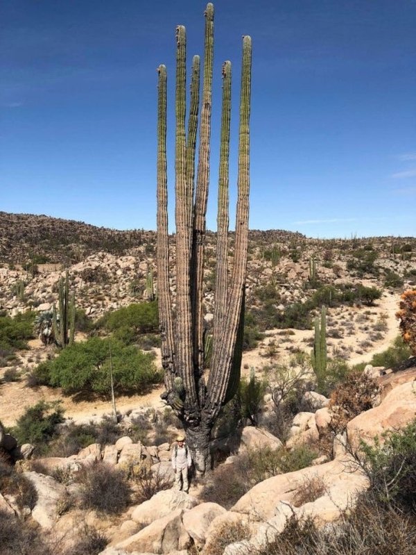 huge things - big can cactus get