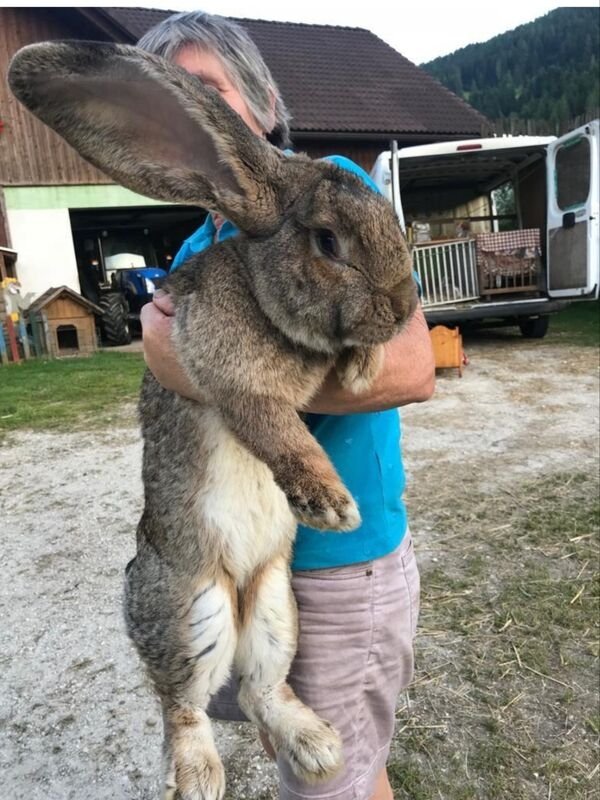 huge things - domestic rabbit