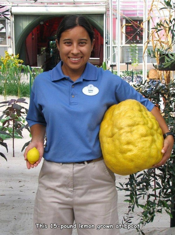 huge things - world's largest lemon - Dan This 15pound lemon grown at Epcot