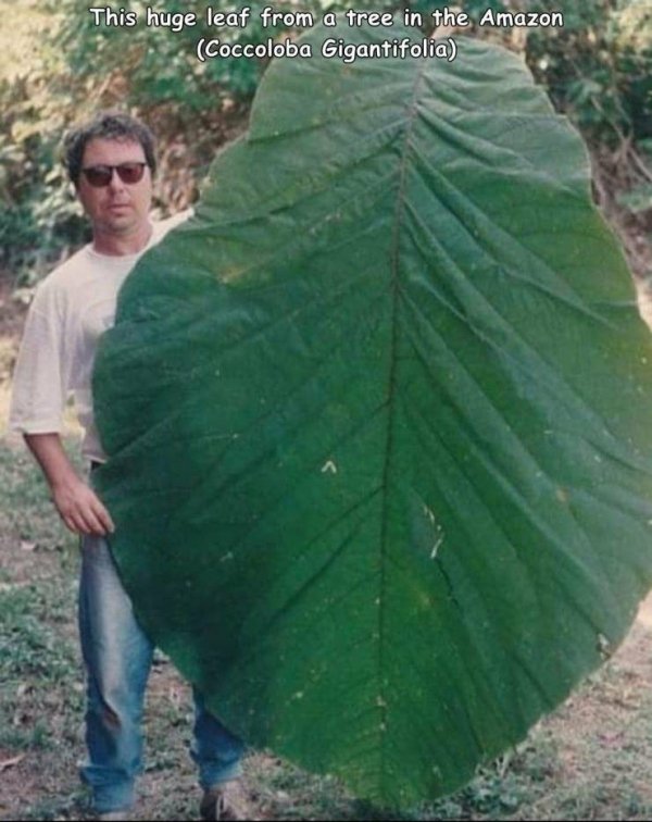 huge things - coccoloba gigantifolia - This huge leaf from a tree in the Amazon Coccoloba Gigantifolia
