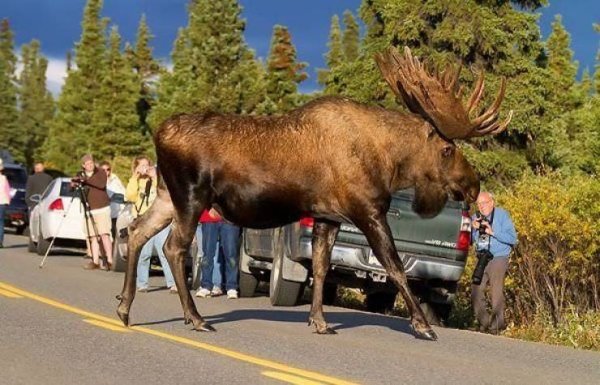 huge things - alaskan moose height