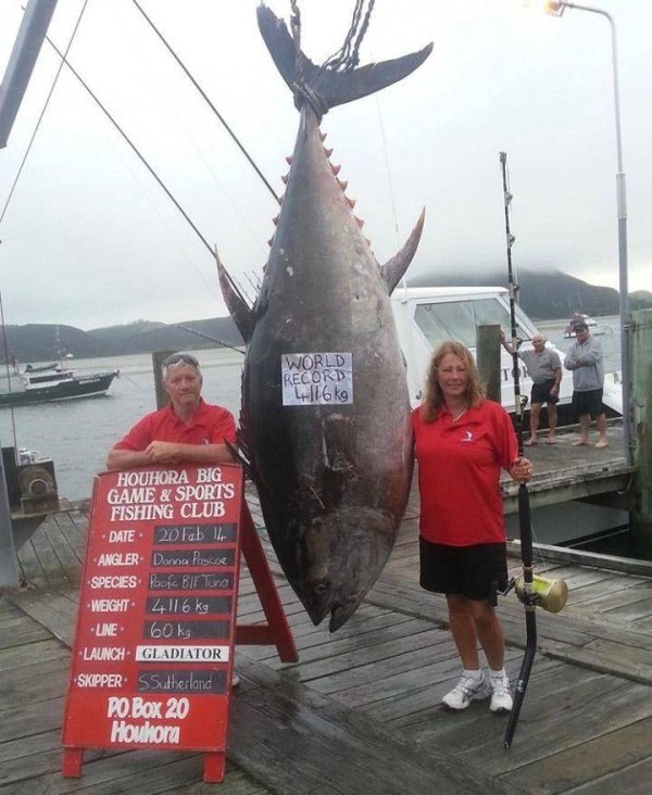 funny memes - World Record 4 116 kg Houhora Big Game & Sports Fishing Club Date 20 Fab 4 Angler Donna Pascoe Species Pacific Bif Tune Weight 4116 kg Line 60kg Launch Gladiator Skipper SSutherland Po.Box 20 Houbora