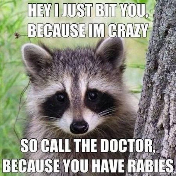 funny memes - crazy funny animal memes - Hey I Just Bit You, Because Im Crazy So Call The Doctor Because You Have Rabies