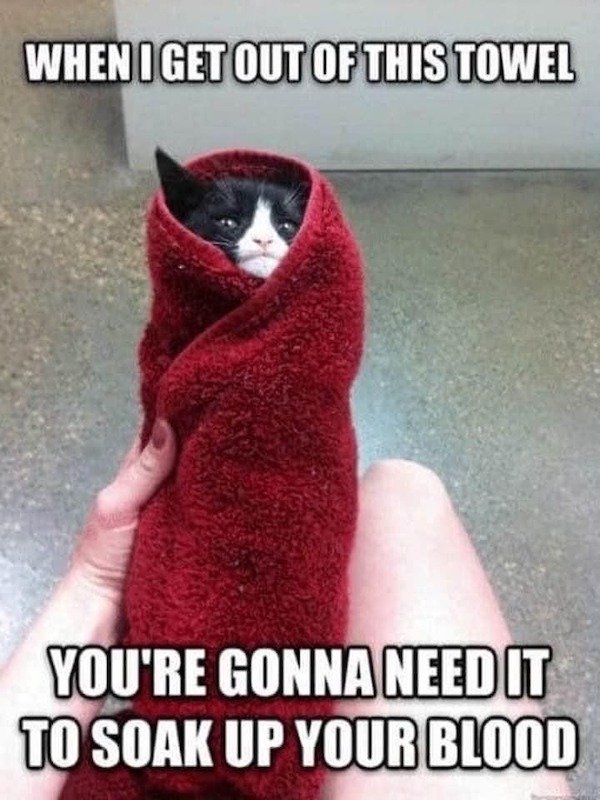 funny memes - pissed off cat meme - When I Get Out Of This Towel You'Re Gonna Need It To Soak Up Your Blood