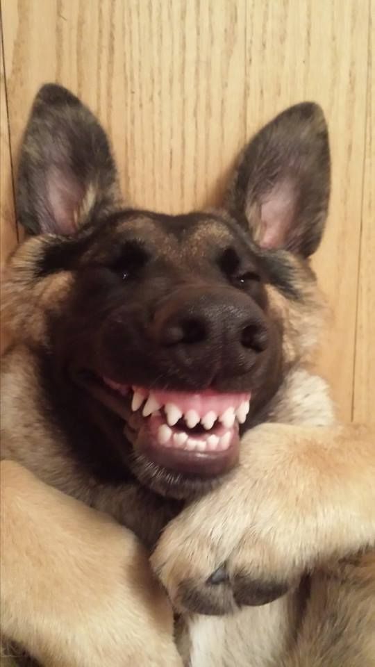 funny memes - german shepherd smiling