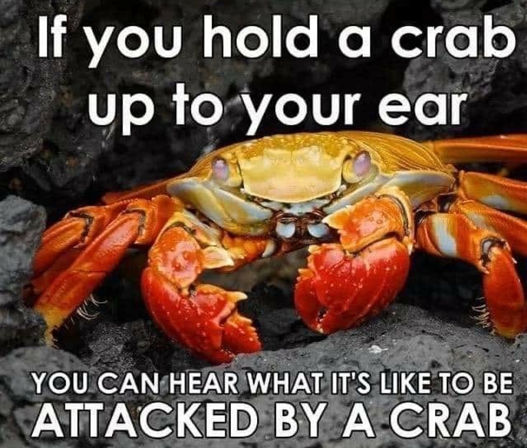 funny memes - If you hold a crab up to your ear You Can Hear What It'S To Be Attacked By A Crab