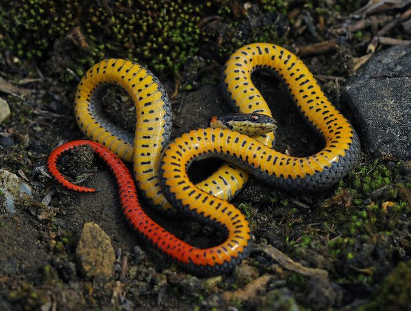 prairie ringneck snake