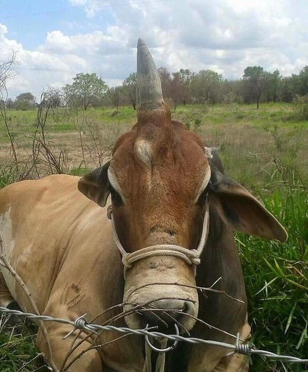 This bull was born with a single horn in the middle of its head