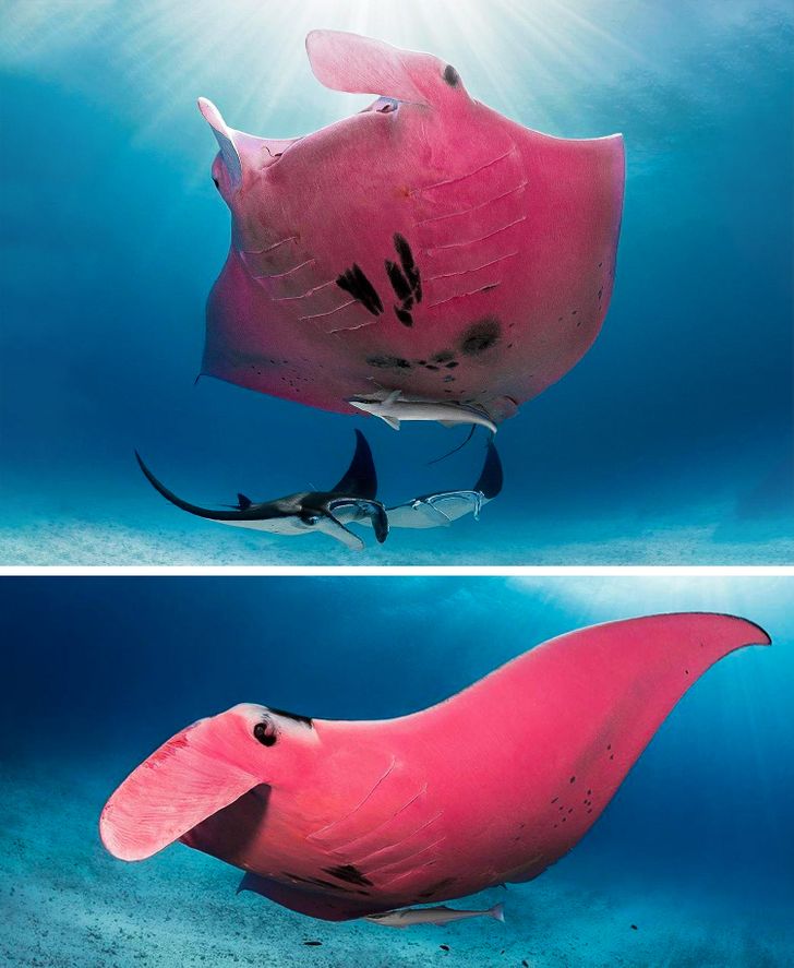 pink manta