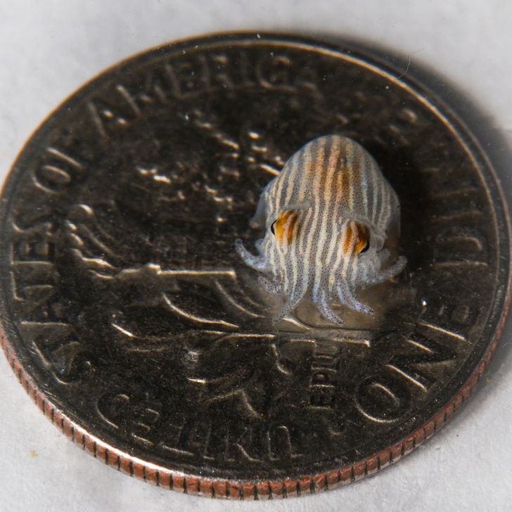 baby pajama squid - lil 1 11.