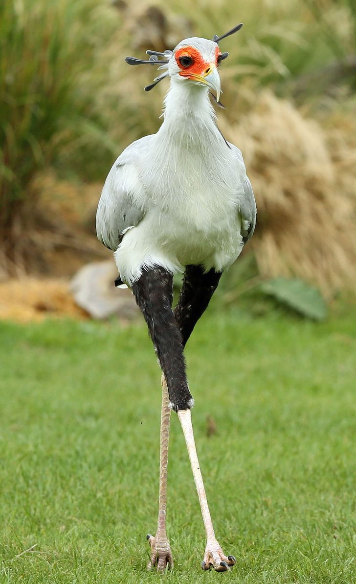 secretary bird