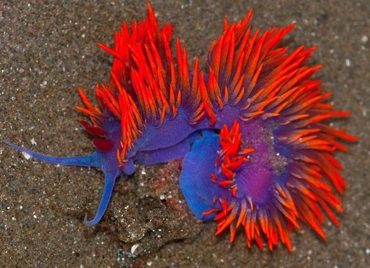 red sea slug