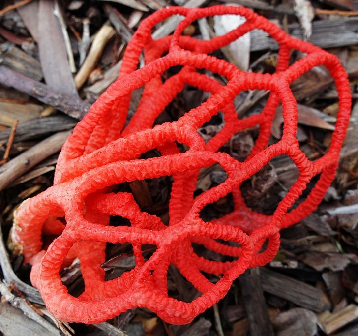 Basket stinkhorn, a type of fungus.