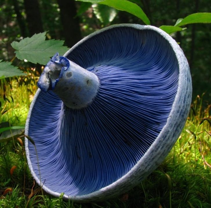 lactarius indigo