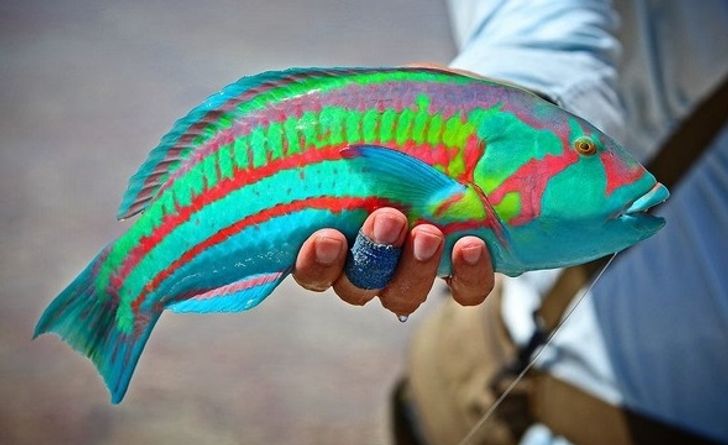 rainbow wrasse