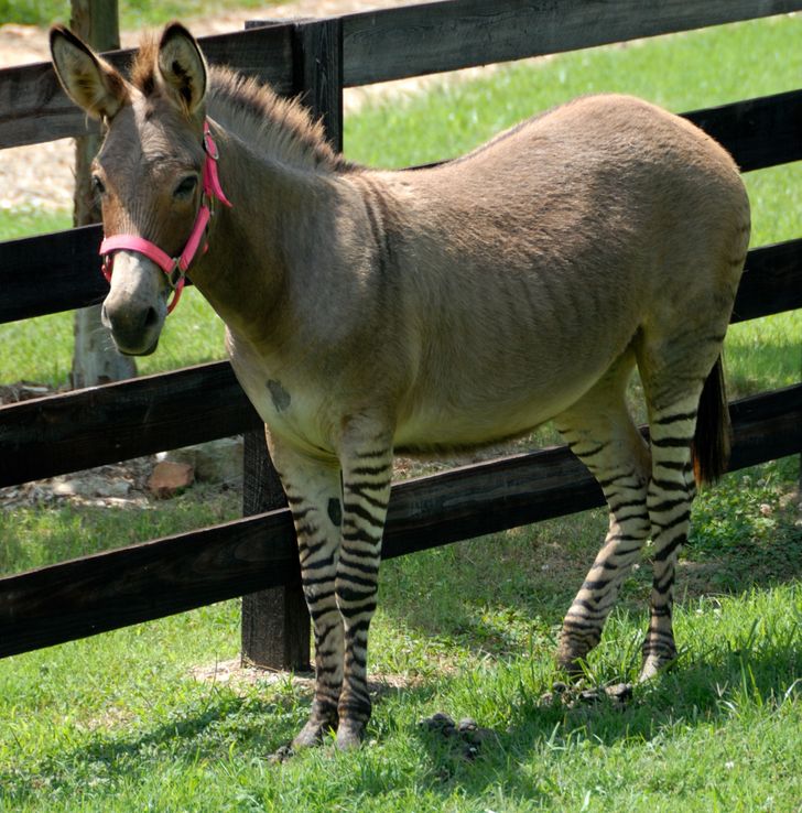 zonkey animal - 3