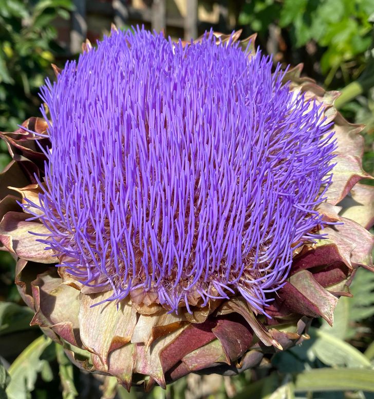 artichoke thistle