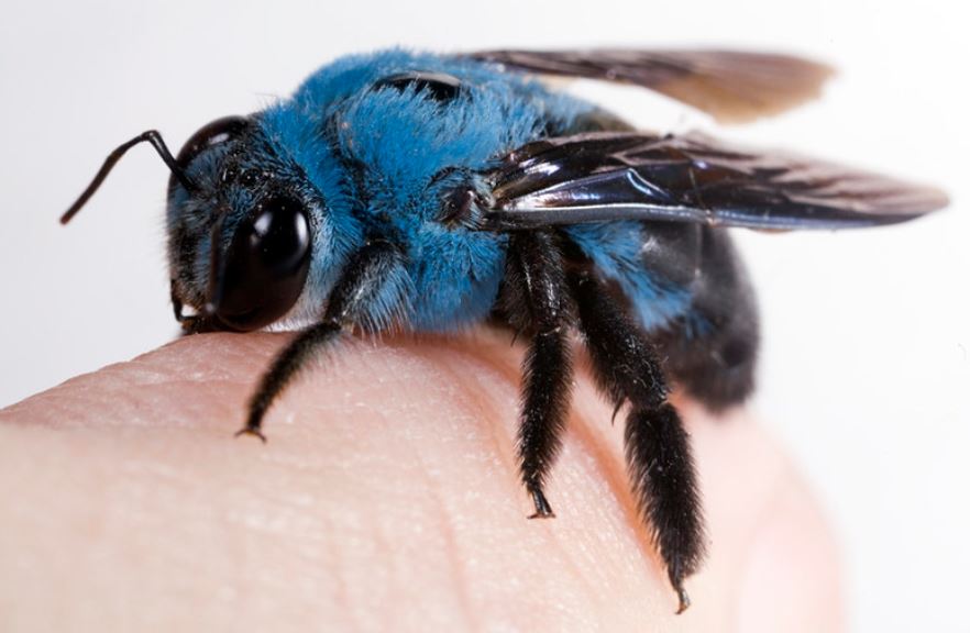 blue carpenter bee