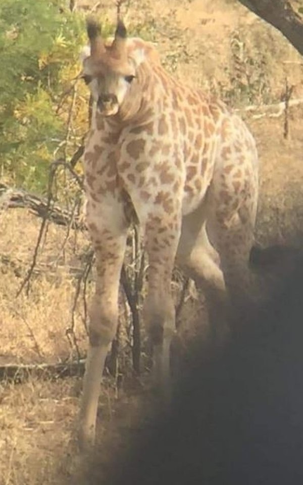 giraffe with short neck