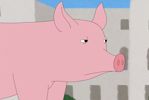 confused pig gif - 0 0