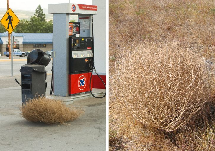 tumbleweed - 93 53