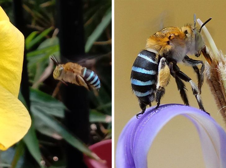 “The bees in my garden have blue and black abdomens. They are called blue-banded bees.”