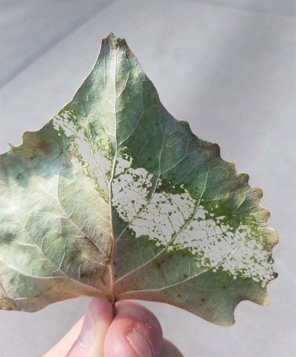 This is what happens when a leaf gets pressure-sprayed.