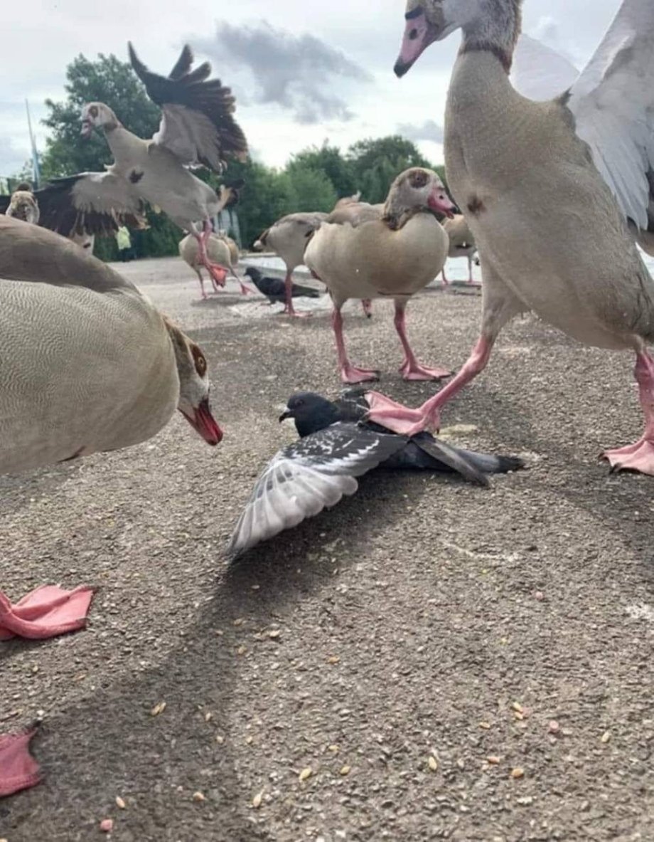 random pics and funny memes - ducks bullying pigeon