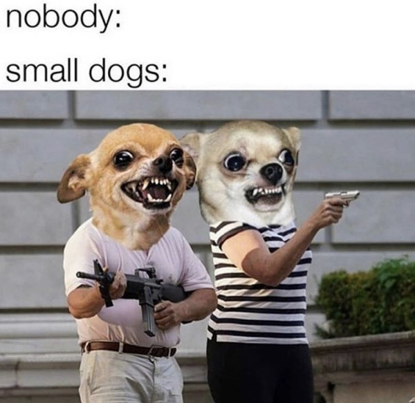 random pics and funny memes - st louis couple guns - nobody small dogs "