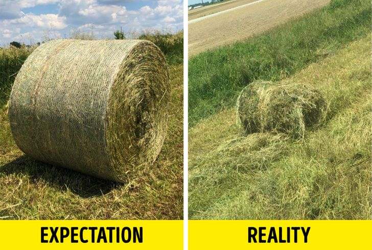 hay - Expectation Reality