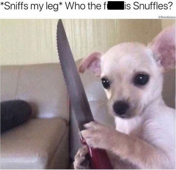 funny ass dog memes - Sniffs my leg Who the fis Snuffles? Bata Salmo