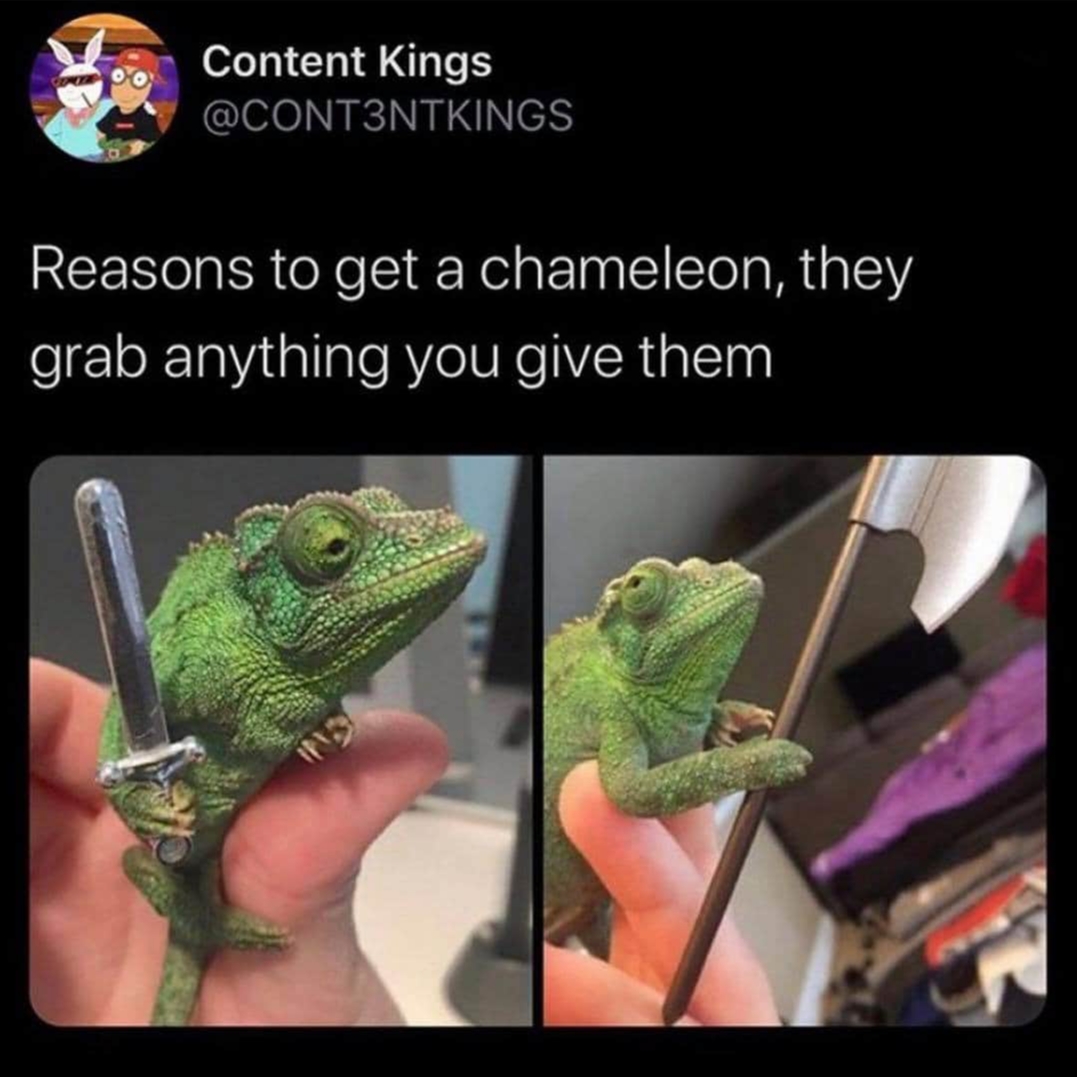 chameleons will hold anything - Content Kings Reasons to get a chameleon, they grab anything you give them