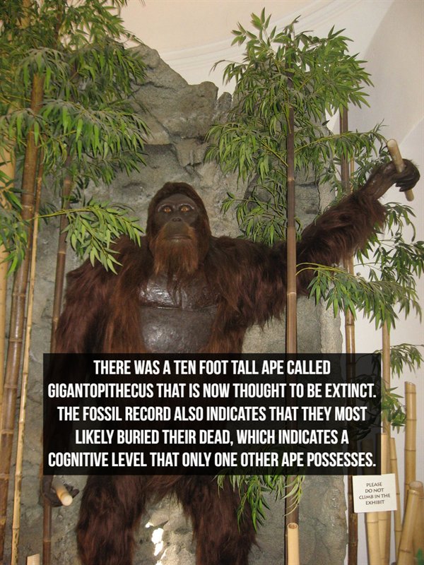 real apes - There Was A Ten Foot Tall Ape Called Gigantopithecus That Is Now Thought To Be Extinct. The Fossil Record Also Indicates That They Most ly Buried Their Dead, Which Indicates A Cognitive Level That Only One Other Ape Possesses. Please Do Not Cl