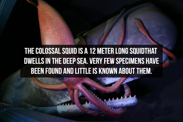 giant squid - The Colossal Squid Is A 12 Meter Long Squidthat Dwells In The Deep Sea. Very Few Specimens Have Been Found And Little Is Known About Them.